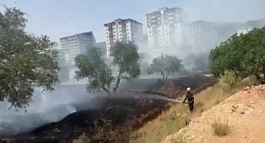 Kahramanmaraş'ta zeytinlik yangını