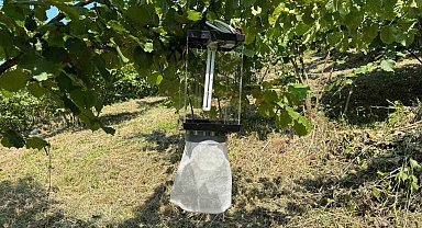 Kahverengi kokarca ile mücadelede yeni yöntem