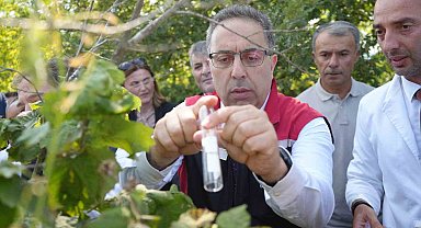 Kahverengi kokarcaya karşı 15 bin samuray arıcığı ve 300 sülün doğaya salındı