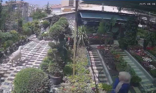 Karaman'da firar eden kurbanlık koyun girdiği fidanlıkta yakalandı