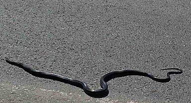 Karayılan yoğun trafiğin arasında telef oldu
