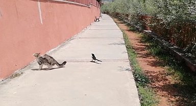 Karganın tehlikeli oyunu, çizgi film sahnelerini aratmadı