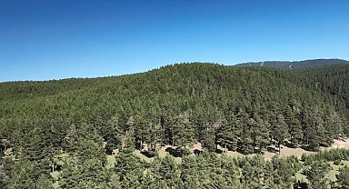 Kars'ta 1 Temmuz'da itibaren ormanlık alanlara girmek yasaklandı