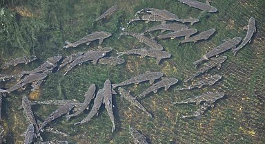 Kars'ta baraj kapağı kapatıldı, yüzlerce balık mahsur kaldı