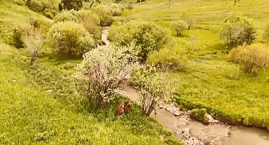 Kars'ta doğada dolaşan boz ayı havadan görüntülendi