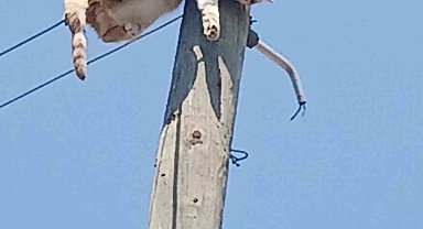 Kars'ta elektrik direğinde mahsur kalan kedi kurtarıldı