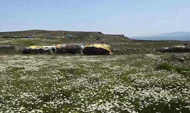 Kars'ta köylüler yaylaları imece usulü hazırlıyor