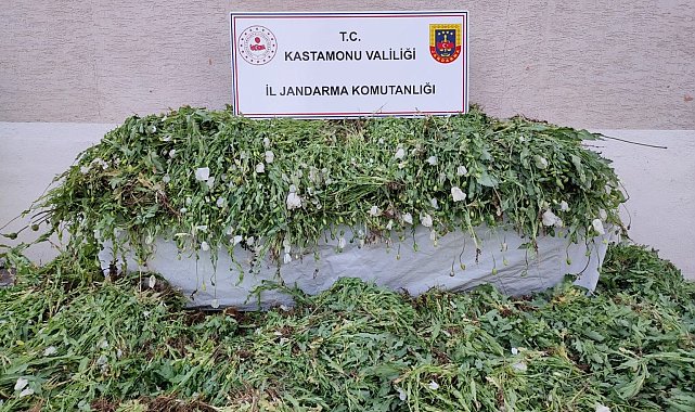 Kastamonu'da 120 bin kök haşhaş ele geçirildi