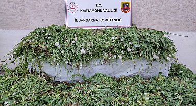 Kastamonu'da 120 bin kök haşhaş ele geçirildi