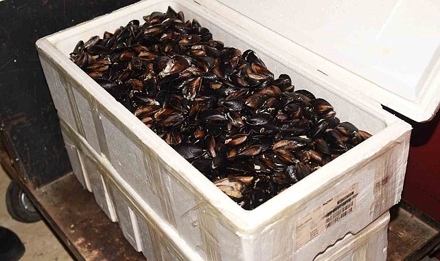 Kastamonu'da 45 kilogram sağlıksız midye ele geçirildi