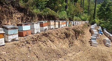 Kastamonu'da 56 arı kovanı zehirlendi: 1 milyona yakın arı telef oldu