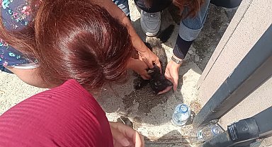 Kastamonu'da aracın çarptığı yavru kedi, üniversite öğrencilerinin kalp masajıyla hayata döndü