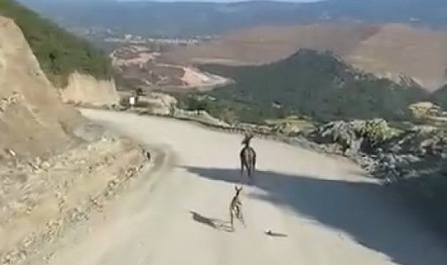 Kastamonu'da ayağı kırık yavru ceylan için ekipler harekete geçti