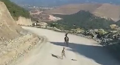 Kastamonu'da ayağı kırık yavru ceylan için ekipler harekete geçti