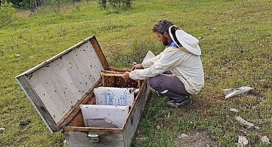 Kastamonu'da ayı bal kovanlarını parçaladı