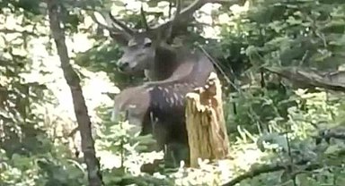 Kastamonu'da benekli kızıl geyik görüntülendi