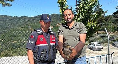 Kastamonu'da yaralı halde bulunan karabatak ve karga yeniden doğaya salındı
