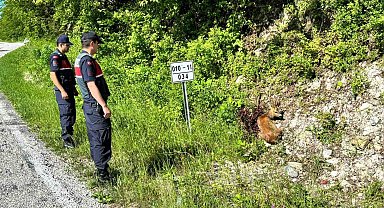 Kastamonu'da yaralı halde bulunan karacalar tedavi altına alındı