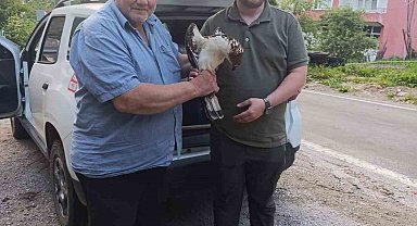 Kastamonu'da yaralı halde bulunan şahin, tedavi altına alındı