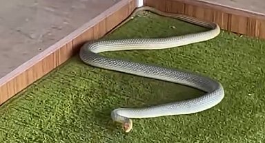 Kastamonu'da yılan camiye girdi