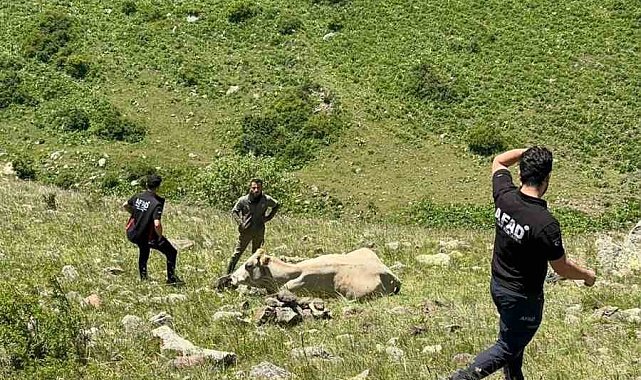 Kayalıklarda mahsur kalan ineği AFAD kurtardı