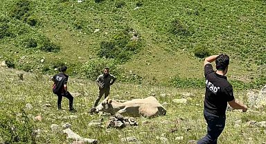Kayalıklarda mahsur kalan ineği AFAD kurtardı