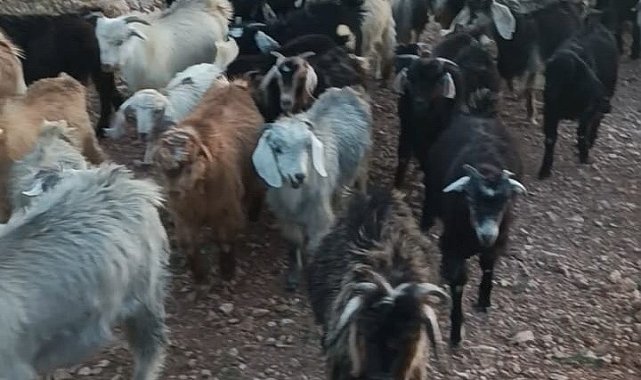 Kaybolan 38 küçükbaşın bulunması için yardım bekleniyor
