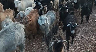 Kaybolan 38 küçükbaşın bulunması için yardım bekleniyor