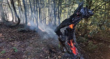 Kayın ve gürgen ağaçları alevlere teslim oldu