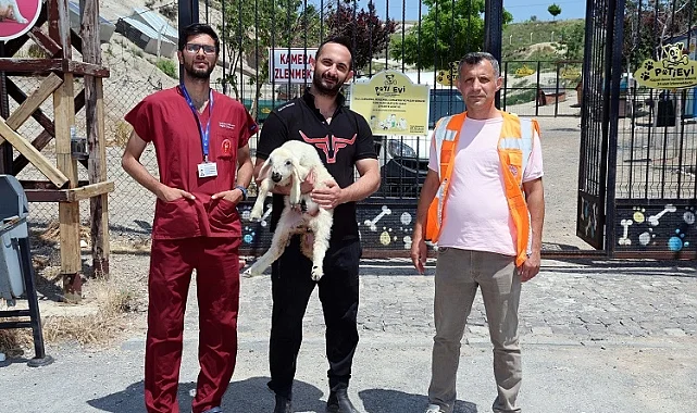 Kayseri Talas'ta kaçak kuzular sahibine döndü