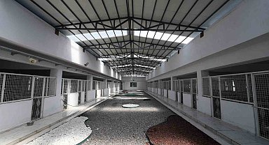 Kayseri'de 500 hayvan kapasiteli yeni bir barınak inşa ediliyor