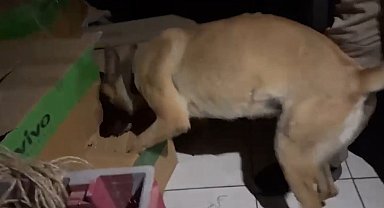 Kayseri'de 79 yaşındaki 'torbacı' yakalandı