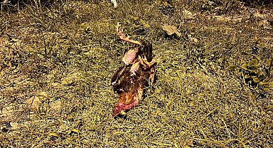 Kazada telef olan horoz için kalp masajı yaptı