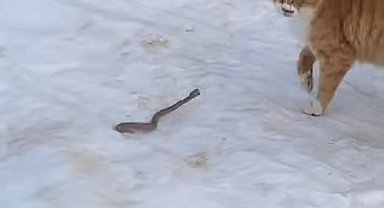 Kedinin yılanla mücadelesi kameraya yansıdı