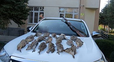 Keklik kalmadı keneler çoğaldı