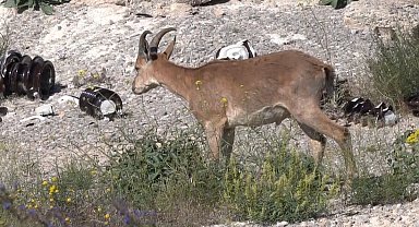 Kemaliye'de şantiye sahasına giren yaban keçisi görüntülendi