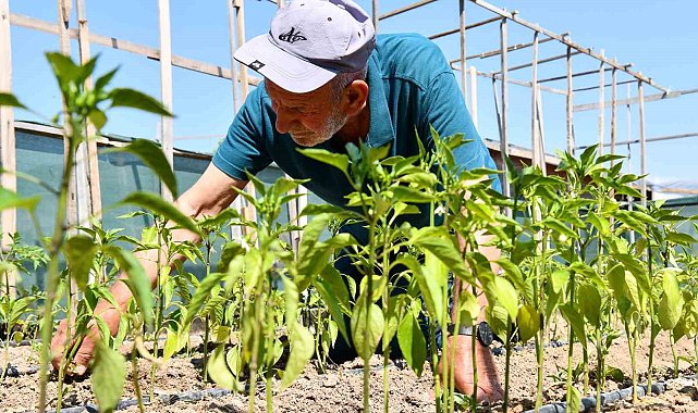 Kendi emekleriyle yetiştirdikleri sebzeleri güvenle tüketiyorlar