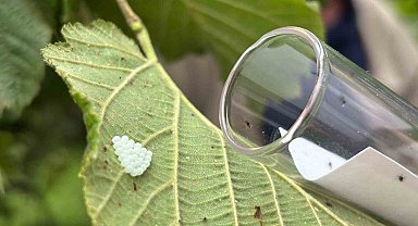 Kendisi küçük, mücadelesi büyük