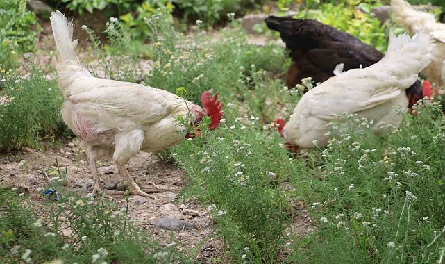 Kene kabusuna tavuklu çözüm