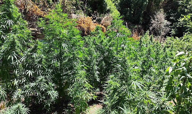 Kenevir bahçesine çevirilen eve jandarmadan operasyon: 1 gözaltı