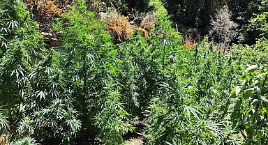 Kenevir bahçesine çevirilen eve jandarmadan operasyon: 1 gözaltı