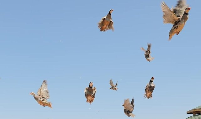 Keneye karşı doğaya keklik salma faaliyetleri devam ediyor