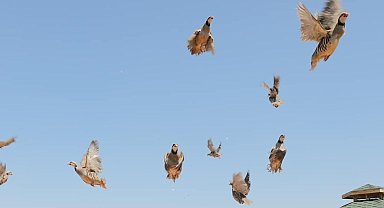 Keneye karşı doğaya keklik salma faaliyetleri devam ediyor