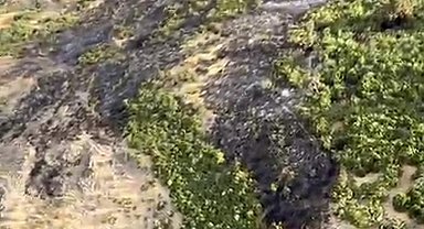 Kepsut'taki yangınla mücadele sürüyor