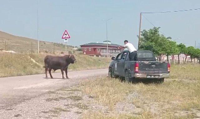 Kesimden kaçan tosun, uyuşturucu iğneyle sakinleştirildi