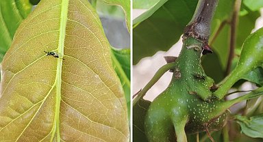 Kestane ormanları kurtarmak için mücadele sürüyor