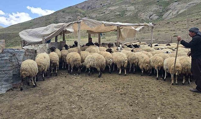 Kiraladıkları yaylada hayvancılık yaparak geçimlerini sağlıyorlar