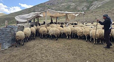 Kiraladıkları yaylada hayvancılık yaparak geçimlerini sağlıyorlar