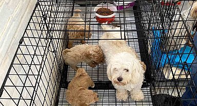 Kırklareli'nde kaçak hayvan üretilen adrese baskın