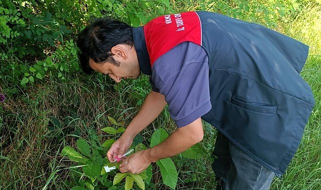 Kırklareli'nde kahverengi kokarcaya karşı 2 bin samuray arıcığı doğaya salındı